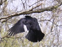 Fliegende Elster auf dem Karlsruher Hauptfriedhof.