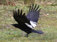 Fliegende Elster auf dem Karlsruher Hauptfriedhof.